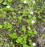 ostružiník moruška <i>(Rubus chamaemorus)</i> / Porost