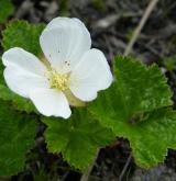 ostružiník moruška <i>(Rubus chamaemorus)</i> / Habitus