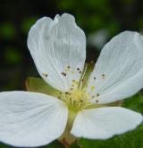 ostružiník moruška <i>(Rubus chamaemorus)</i> / Květ/Květenství