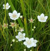 tolije bahenní <i>(Parnassia palustris)</i>