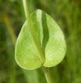 tolije bahenní <i>(Parnassia palustris)</i> / List