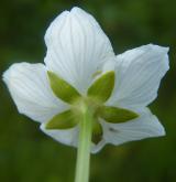 tolije bahenní <i>(Parnassia palustris)</i>