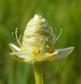 tolije bahenní <i>(Parnassia palustris)</i>