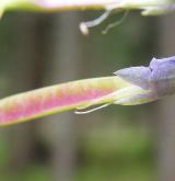 hrachor horský <i>(Lathyrus linifolius)</i> / Plod