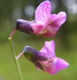 hrachor horský <i>(Lathyrus linifolius)</i> / Květ/Květenství
