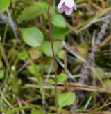 zimozel severní <i>(Linnaea borealis)</i> / Stonek