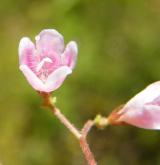 zimozel severní <i>(Linnaea borealis)</i> / Květ/Květenství