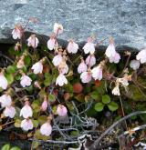 zimozel severní <i>(Linnaea borealis)</i>