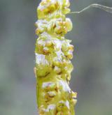 rdest alpský <i>(Potamogeton alpinus)</i> / Květ/Květenství