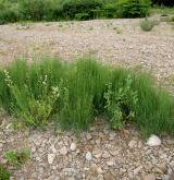 přeslička větevnatá <i>(Equisetum ramosissimum)</i> / Porost
