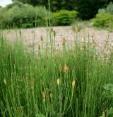 přeslička větevnatá <i>(Equisetum ramosissimum)</i> / Habitus