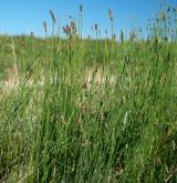 přeslička Mooreova <i>(Equisetum ×moorei)</i> / Habitus