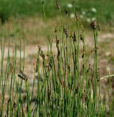 přeslička Mooreova <i>(Equisetum ×moorei)</i> / Habitus