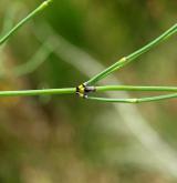 přeslička Mooreova <i>(Equisetum ×moorei)</i> / List