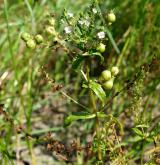 rozrazil bažinný <i>(Veronica anagalloides)</i> / Květ/Květenství