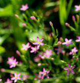 zeměžluč spanilá <i>(Centaurium pulchellum)</i> / Květ/Květenství