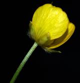 pryskyřník hajní <i>(Ranunculus nemorosus)</i> / Květ/Květenství