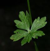 pryskyřník hajní <i>(Ranunculus nemorosus)</i> / List