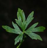 pryskyřník hajní <i>(Ranunculus nemorosus)</i> / List