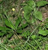 pryskyřník hajní <i>(Ranunculus nemorosus)</i> / Habitus