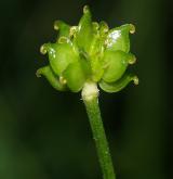 pryskyřník hajní <i>(Ranunculus nemorosus)</i> / Plod