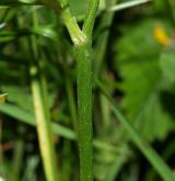 pryskyřník hajní <i>(Ranunculus nemorosus)</i> / Stonek