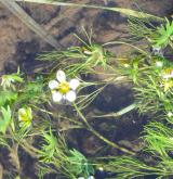 lakušník štětičkový <i>(Batrachium penicillatum)</i> / Květ/Květenství