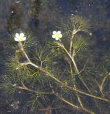 lakušník niťolistý <i>(Batrachium trichophyllum)</i>