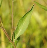 chrpa  <i>(Centaurea erdneri)</i> / List