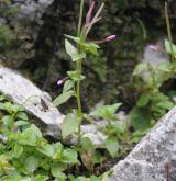 vrbovka žabincolistá <i>(Epilobium alsinifolium)</i>