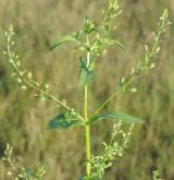 rozrazil bažinný <i>(Veronica anagalloides)</i> / Květ/Květenství