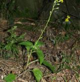 jestřábník hroznatý <i>(Hieracium racemosum)</i> / Habitus