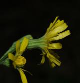 jestřábník hroznatý <i>(Hieracium racemosum)</i> / Květ/Květenství