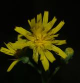 jestřábník hroznatý <i>(Hieracium racemosum)</i> / Květ/Květenství