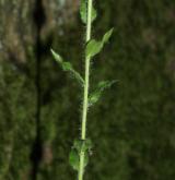 jestřábník hroznatý <i>(Hieracium racemosum)</i> / Stonek
