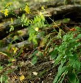 jestřábník hroznatý <i>(Hieracium racemosum)</i> / Habitus