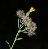 jestřábník savojský <i>(Hieracium sabaudum)</i> / Květ/Květenství