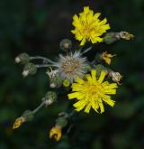 jestřábník savojský <i>(Hieracium sabaudum)</i> / Květ/Květenství