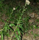 jestřábník savojský <i>(Hieracium sabaudum)</i> / Habitus