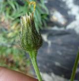 jestřábník sivý <i>(Hieracium caesium)</i> / Květ/Květenství