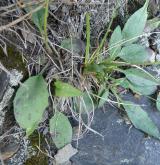 jestřábník sivý <i>(Hieracium caesium)</i> / List