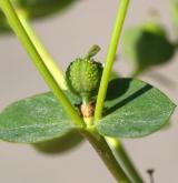 pryšec plocholistý <i>(Euphorbia platyphyllos)</i> / Plod