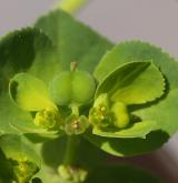 pryšec kolovratec <i>(Euphorbia helioscopia)</i> / Květ/Květenství