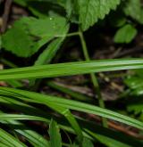 ostřice lesní <i>(Carex sylvatica)</i> / List