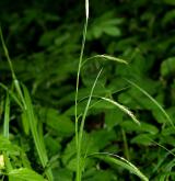 ostřice lesní <i>(Carex sylvatica)</i> / Květ/Květenství