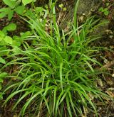 ostřice lesní <i>(Carex sylvatica)</i> / Habitus