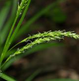 ostřice lesní <i>(Carex sylvatica)</i> / Květ/Květenství