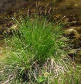 ostřice odchylná  <i>(Carex appropinquata)</i> / Habitus