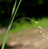 ostřice chlupatá <i>(Carex pilosa)</i> / Květ/Květenství