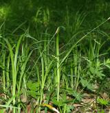 ostřice chlupatá <i>(Carex pilosa)</i> / Habitus